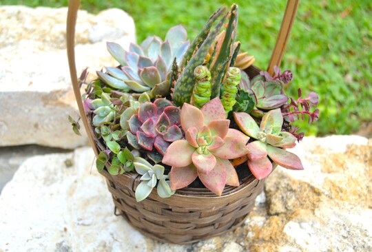 Succulent Arrangement Workshop